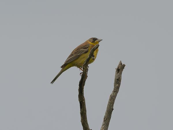 <h3><a href="/trips/Greece/biota/animalia/chordata/aves/040 passeriformes/126 emberizidae/emberiza melanocephala/emberiza melanocephala-nl.html">Emberiza&nbsp;melanocephala</a> / Black‑headed&nbsp;bunting / Zwartkopgors</h3>OM-1 Mark II met OLYMPUS M.150-400mm F4.5 TC, 1/2000 sec  bij F5.6, ISO 400, afstand 49.5&nbsp;m